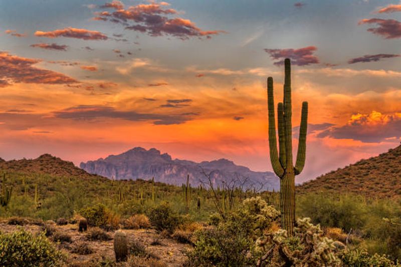 Saguaros Standing Guard Saguaros Standing Guard