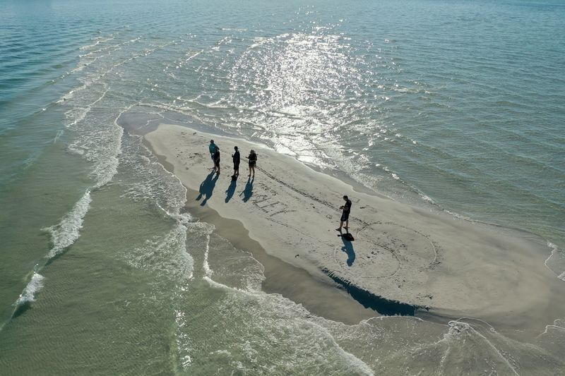 Sand Dollars Everywhere