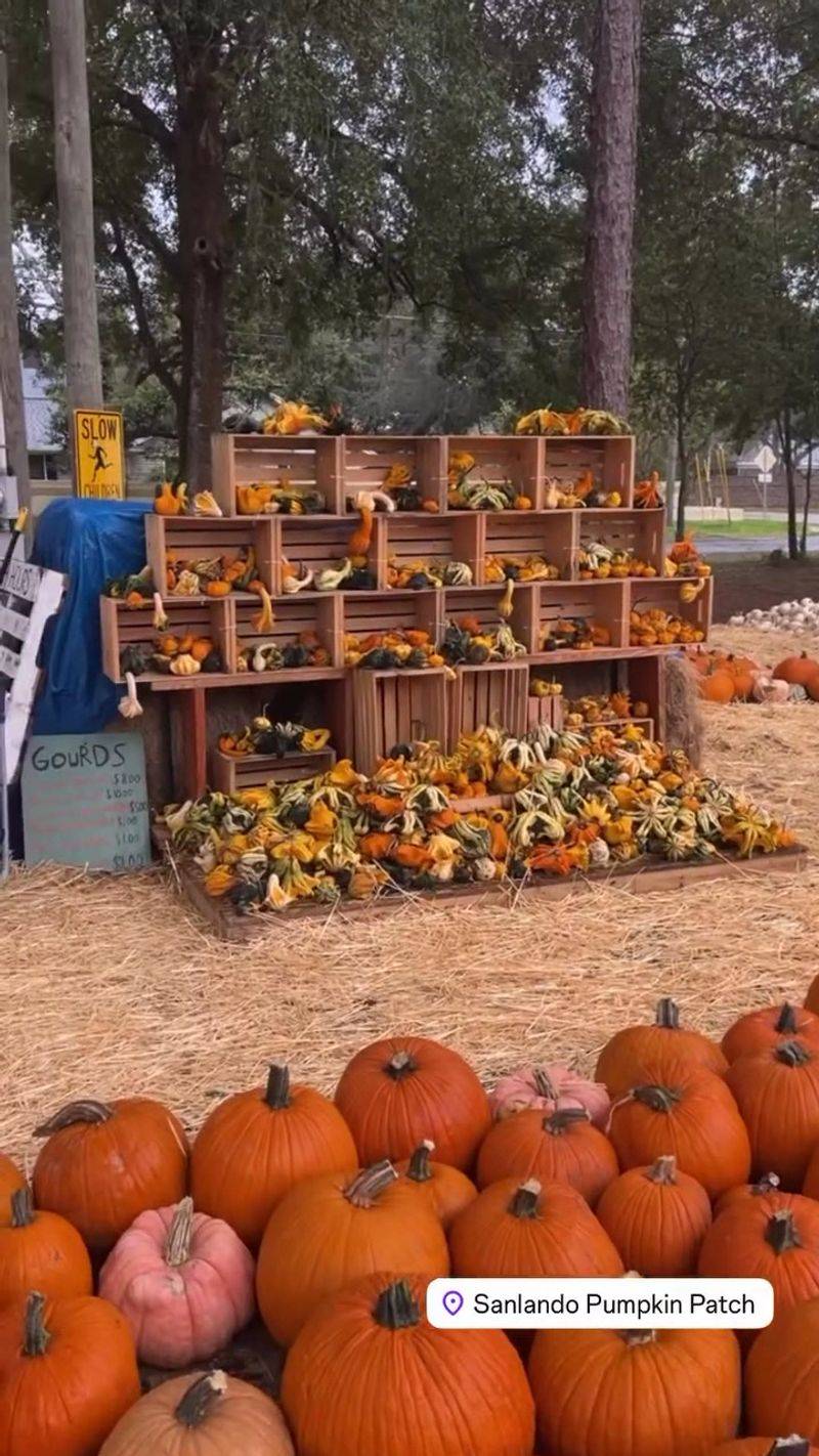 Sanlando Pumpkin Patch, Longwood, FL Sanlando Pumpkin Patch, Longwood, FL