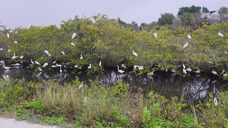 Seven Slow Miles on Black Point Wildlife Drive Seven Slow Miles on Black Point Wildlife Drive