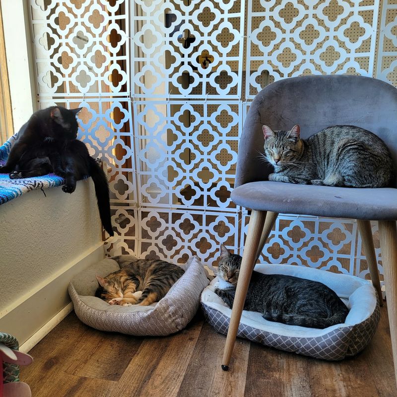 Seven Years of Rescue and Nearly a Thousand Adoptions Seven Years of Rescue and Nearly a Thousand Adoptions