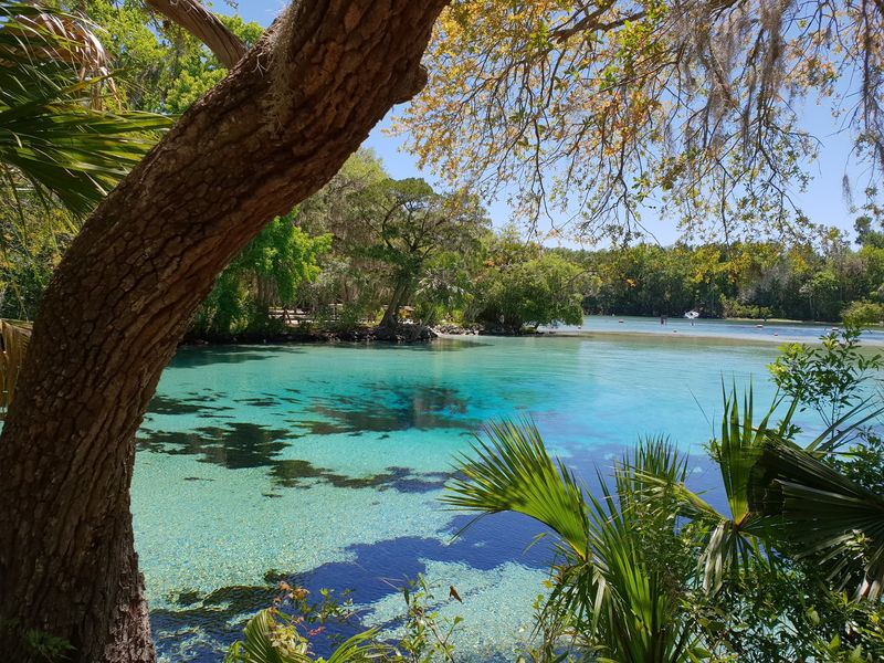 Silver Glen Springs Recreation Area, Salt Springs, FL