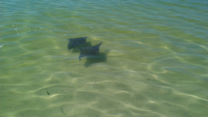Snorkeling the Calm Shallows