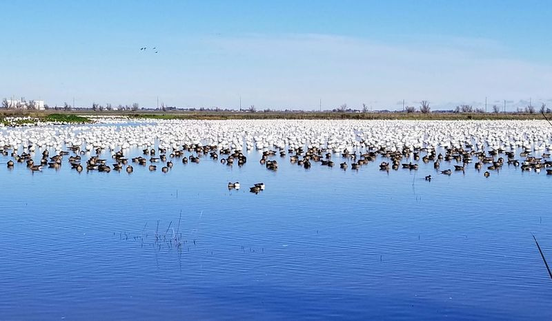 Snow Geese, Ducks, and a Crowded Pond