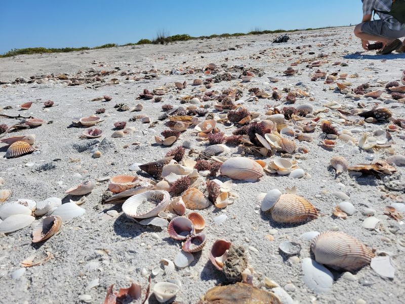 Some of the Best Shelling on the Gulf