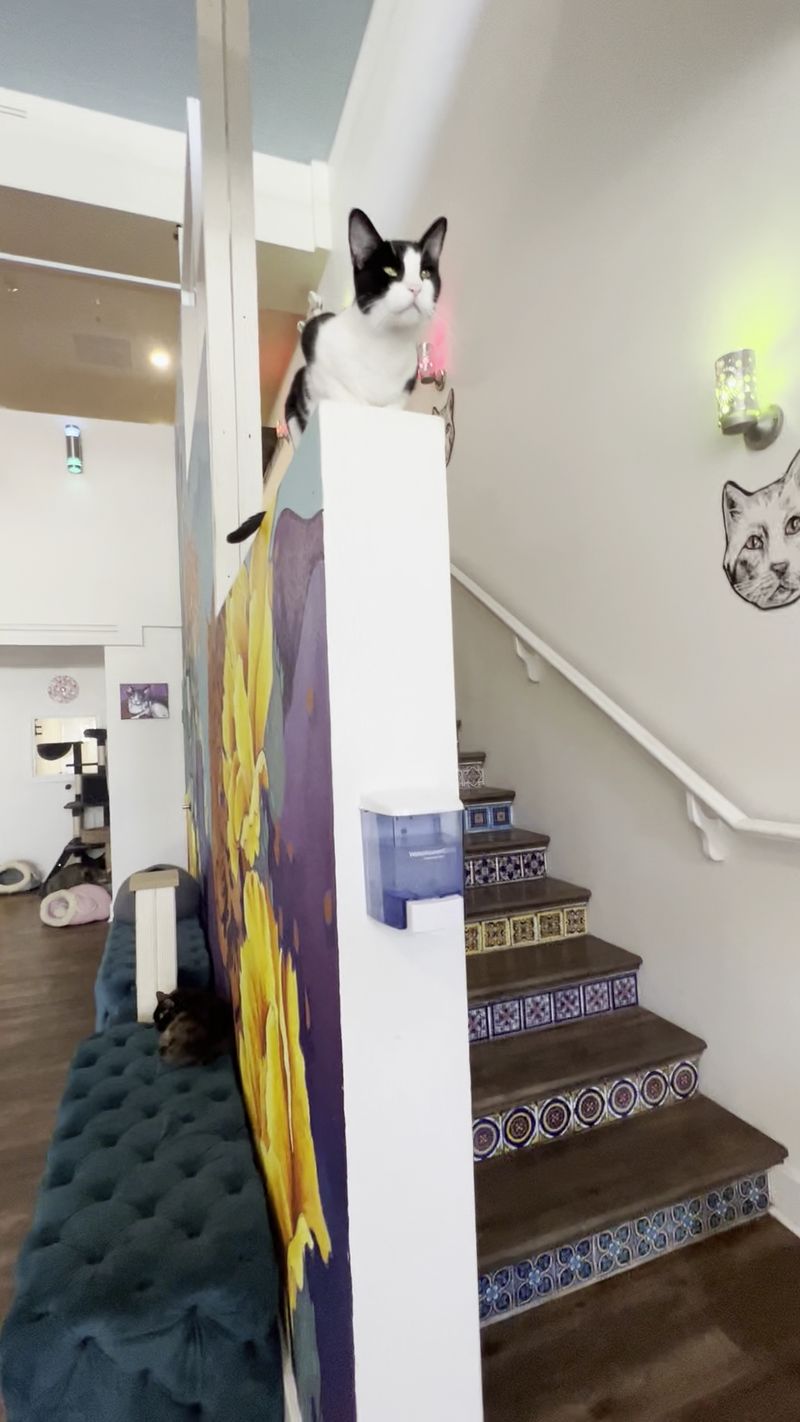 Staff Who Know Every Cat By Name Staff Who Know Every Cat By Name