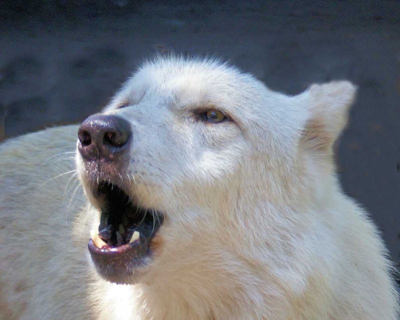 Standing Close Enough to Hear the Howl