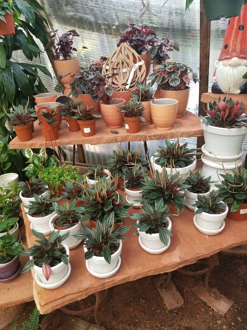 Succulent Central for Desert Gardeners