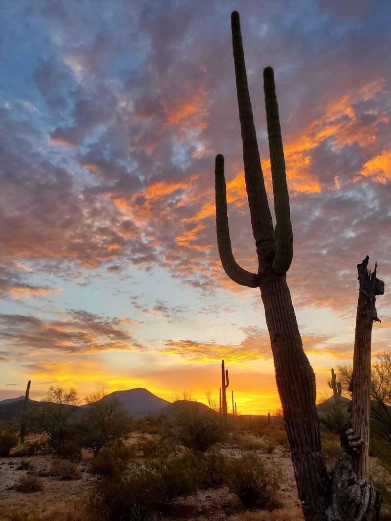 Sunsets, Sunrises, and a Desert in Bloom Sunsets, Sunrises, and a Desert in Bloom