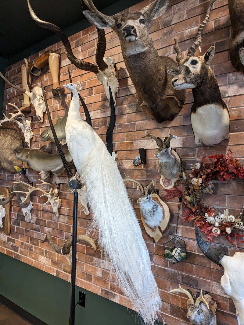 Taxidermy That Belongs in a Gallery Taxidermy That Belongs in a Gallery