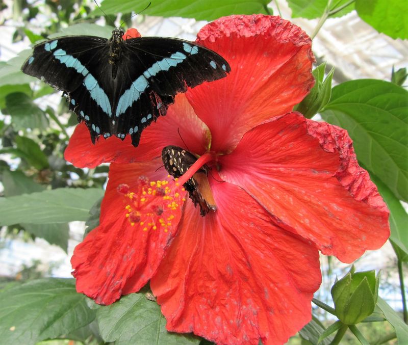 The 3D Movie On Monarch Migration The 3D Movie On Monarch Migration
