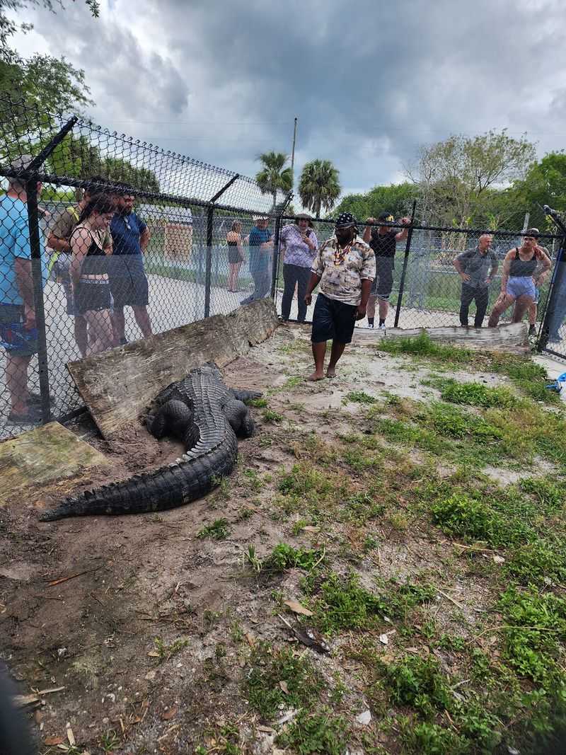 The Alligator Show That Teaches While It Thrills