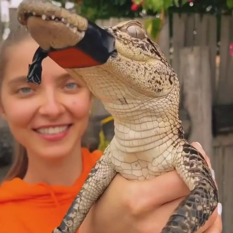 The Baby Gator Handshake The Baby Gator Handshake