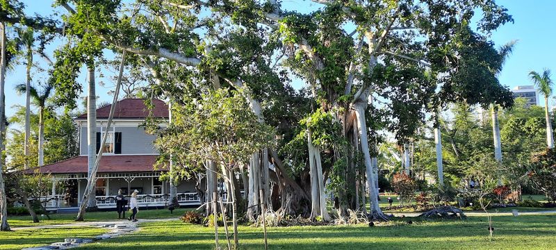 The Banyan Tree Everyone Talks About The Banyan Tree Everyone Talks About