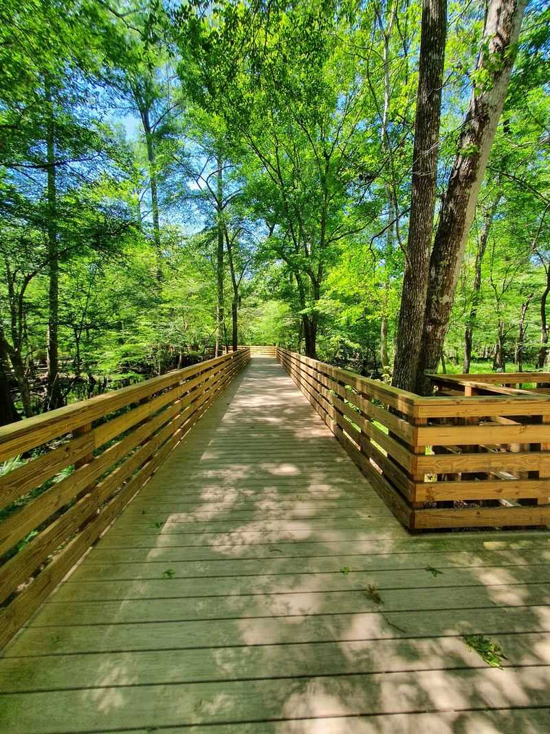The Boardwalk Through the Trees
