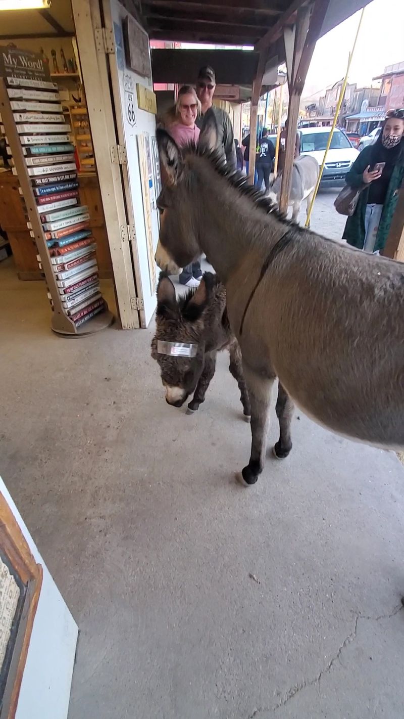 The Burros That Run The Show The Burros That Run The Show