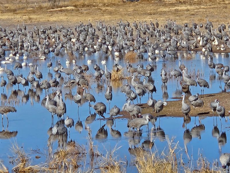 The Calendar Behind the Crane Crowds