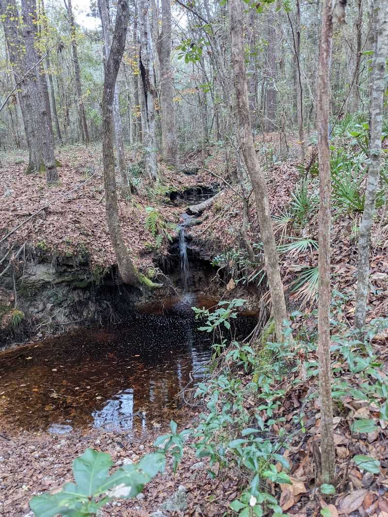 The Creek and Its Little Waterfall The Creek and Its Little Waterfall
