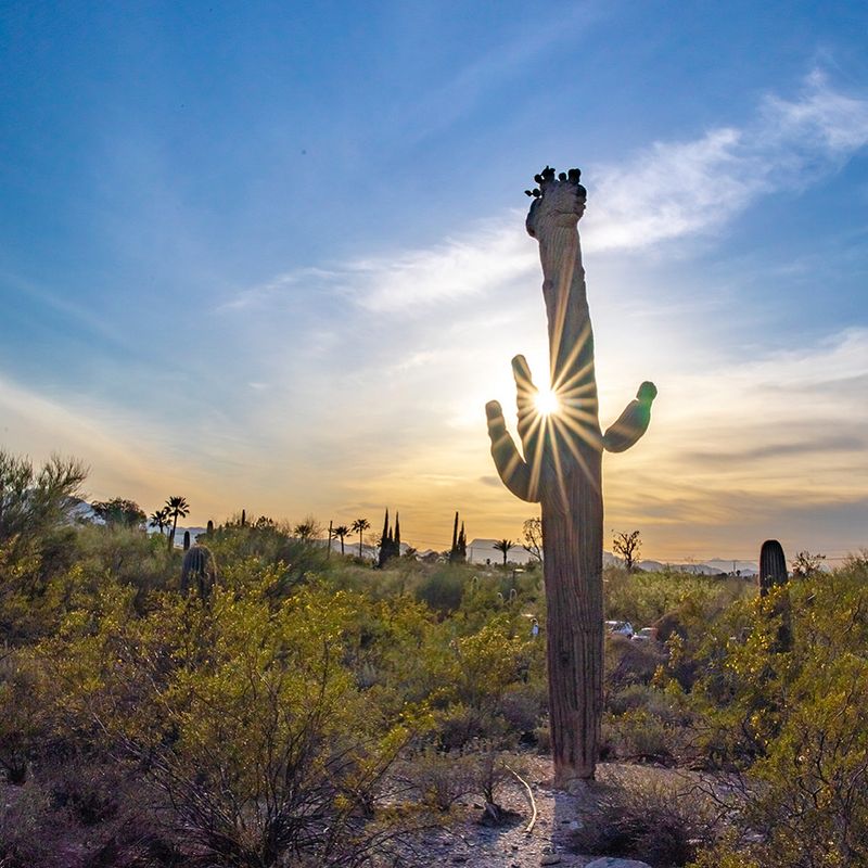 The Crested Saguaro Everyone Hunts For The Crested Saguaro Everyone Hunts For