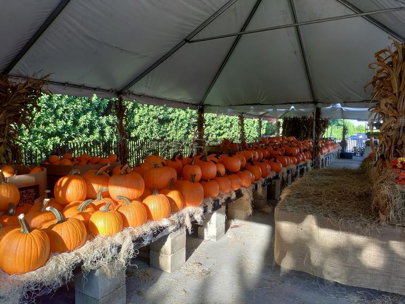 The Fall Festival That Draws Families Back