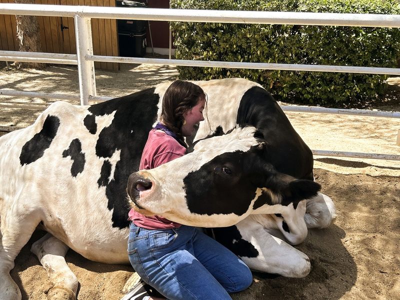 The Famous Cow Hug