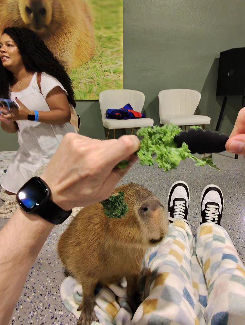 The Feeding Ritual and the Kale Situation The Feeding Ritual and the Kale Situation