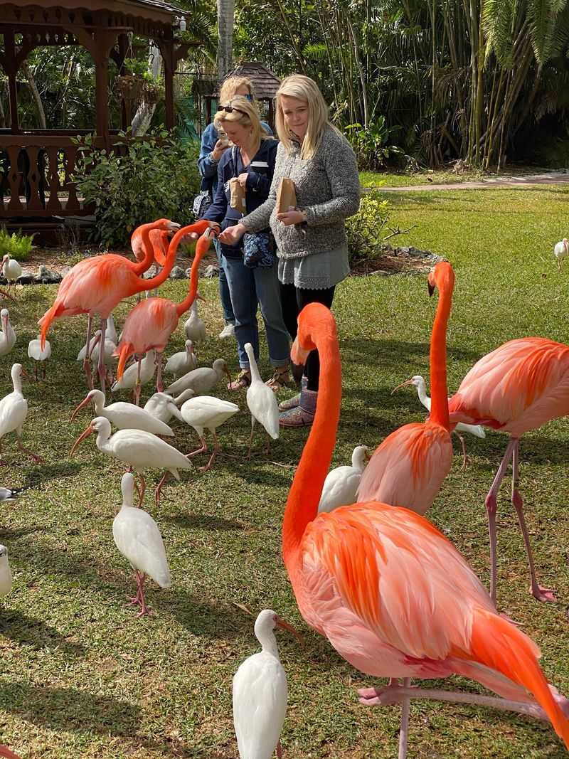The Flamingo Encounter Everyone Talks About The Flamingo Encounter Everyone Talks About