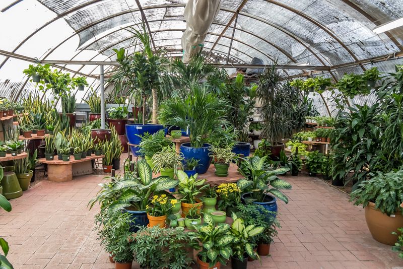 The Greenhouse Houseplant Hunters Talk About