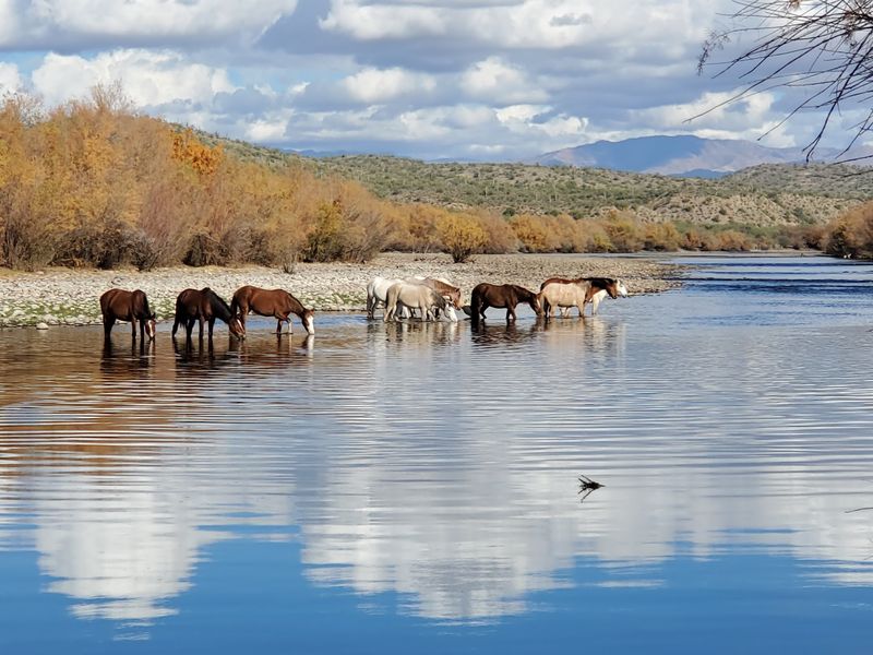 The Herd That Steals the Show