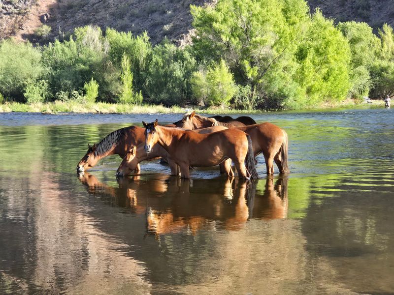 The Herds That Steal The Show The Herds That Steal The Show