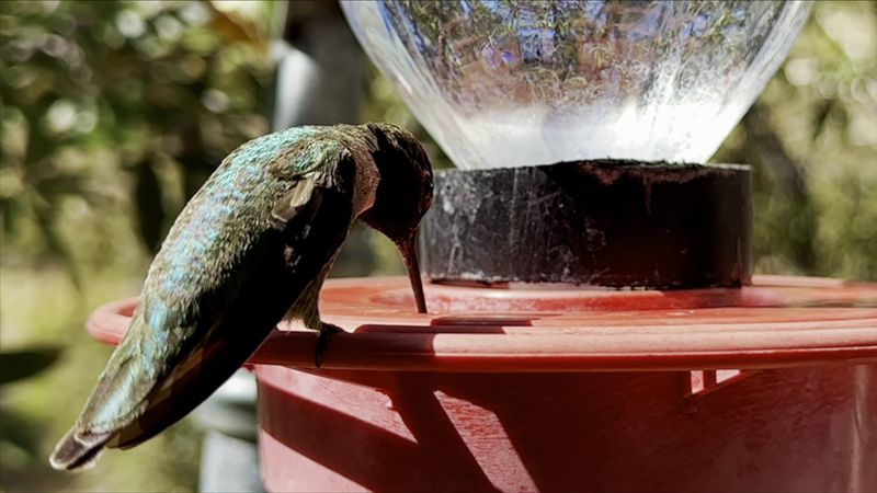 The Hummingbird Show That Draws the Crowds