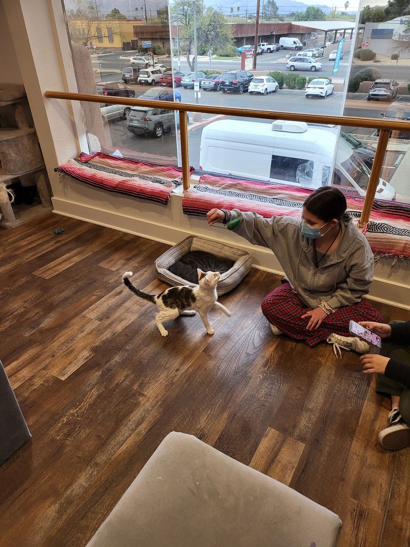 The Kitten Room That Steals the Show The Kitten Room That Steals the Show