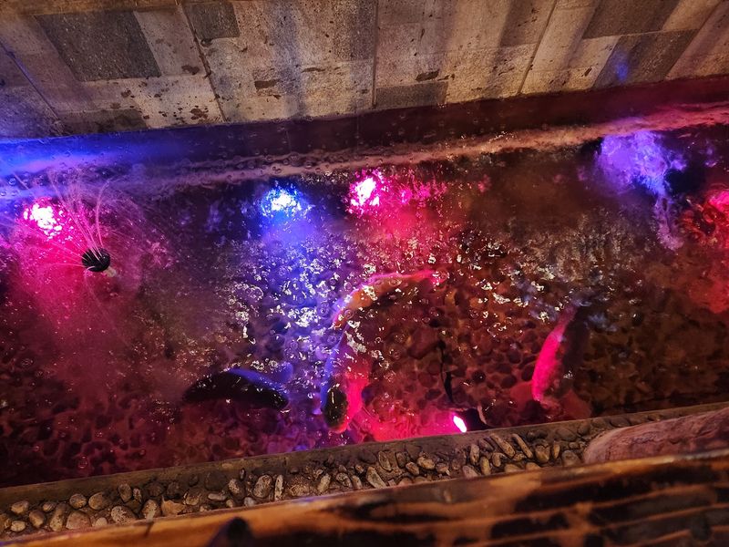 The Koi Pond That Steals the Show The Koi Pond That Steals the Show