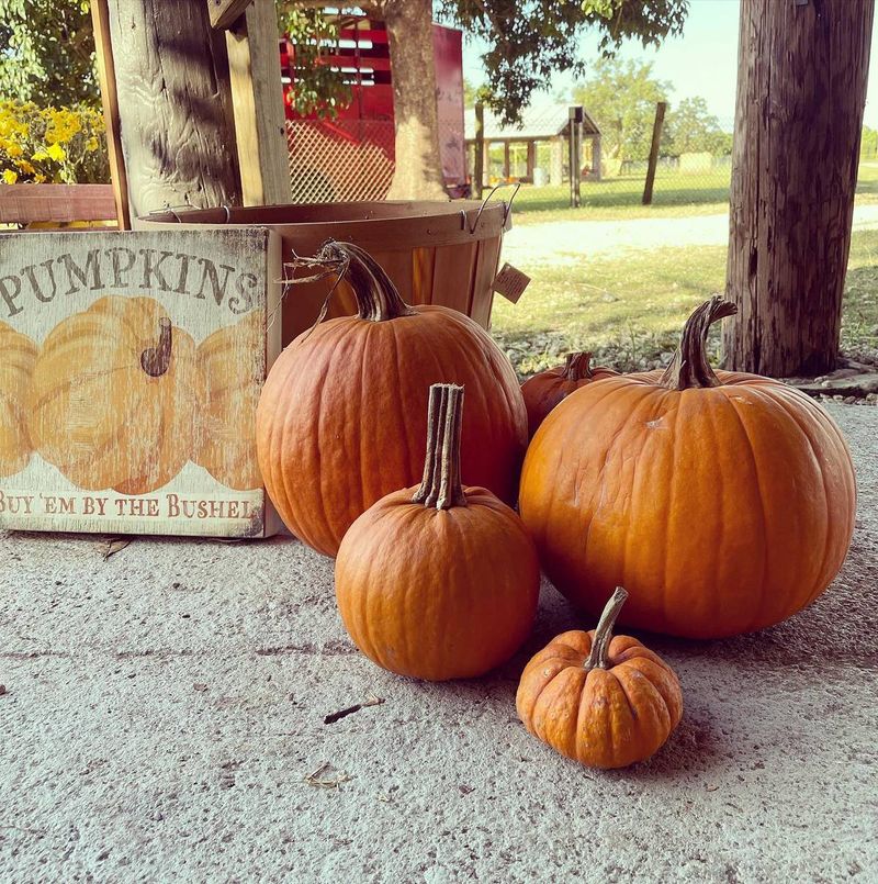 The Little Farm is an October weekend option The Little Farm is an October weekend option
