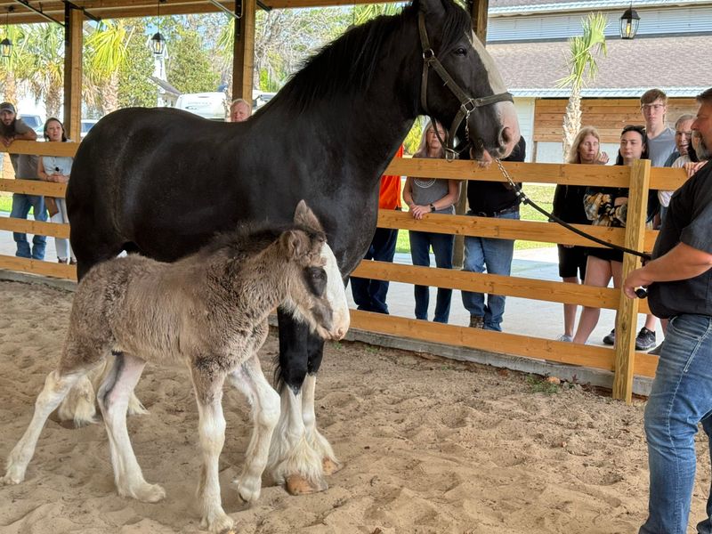 The Main Event: Meeting a Baby Clydesdale