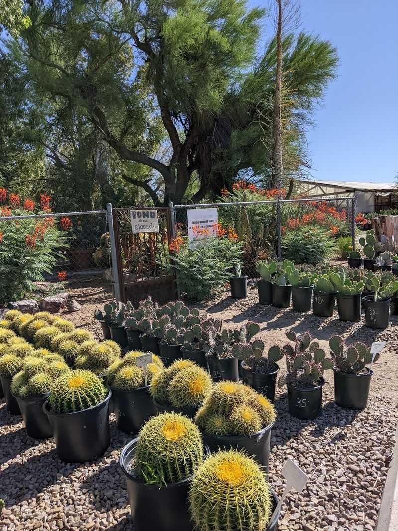 The Oasis Garden That Greets You First The Oasis Garden That Greets You First