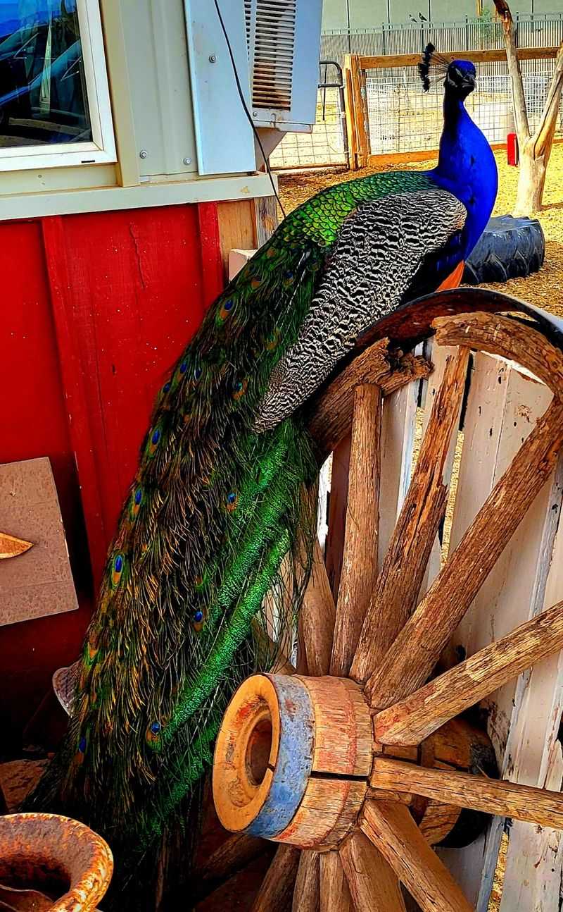 The Peacocks That Strut the Grounds The Peacocks That Strut the Grounds