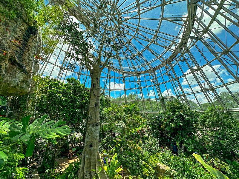 The Rainforest Under Glass The Rainforest Under Glass