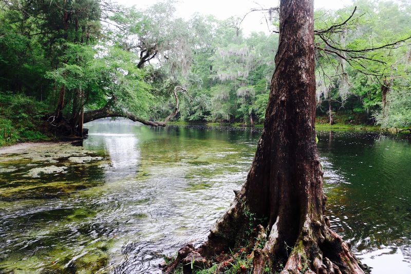 The Rope Swing Everyone Talks About