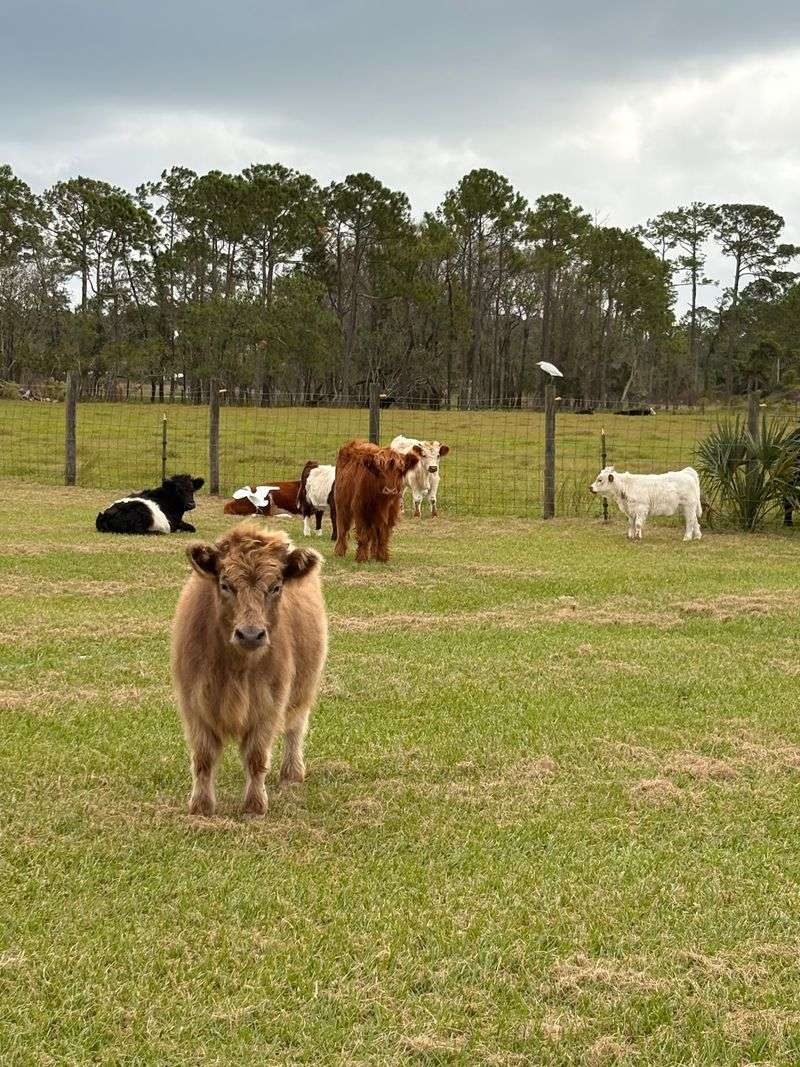 The Rustic Ranch, New Smyrna Beach, FL The Rustic Ranch, New Smyrna Beach, FL