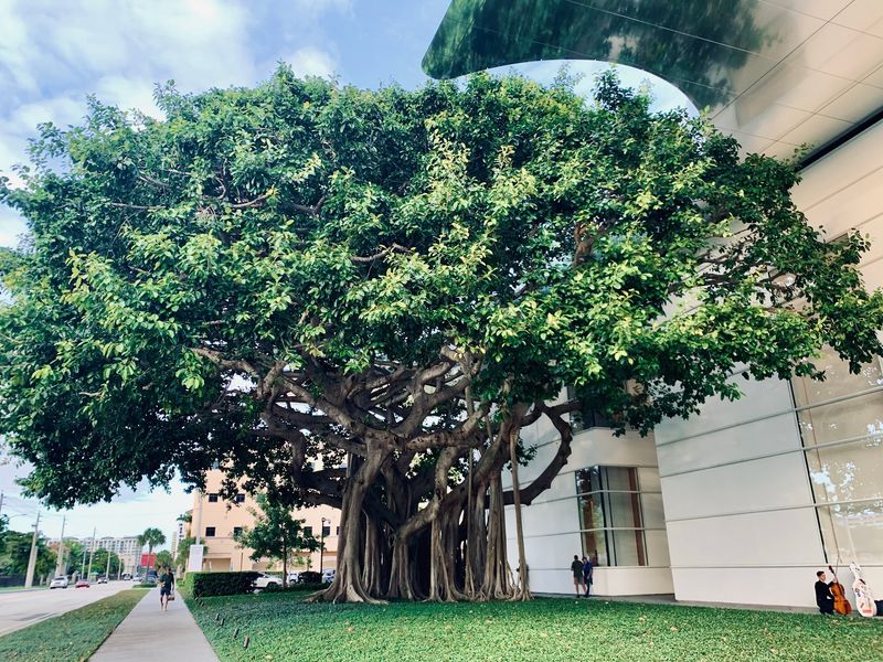 The Sculpture Garden and That Beloved Tree