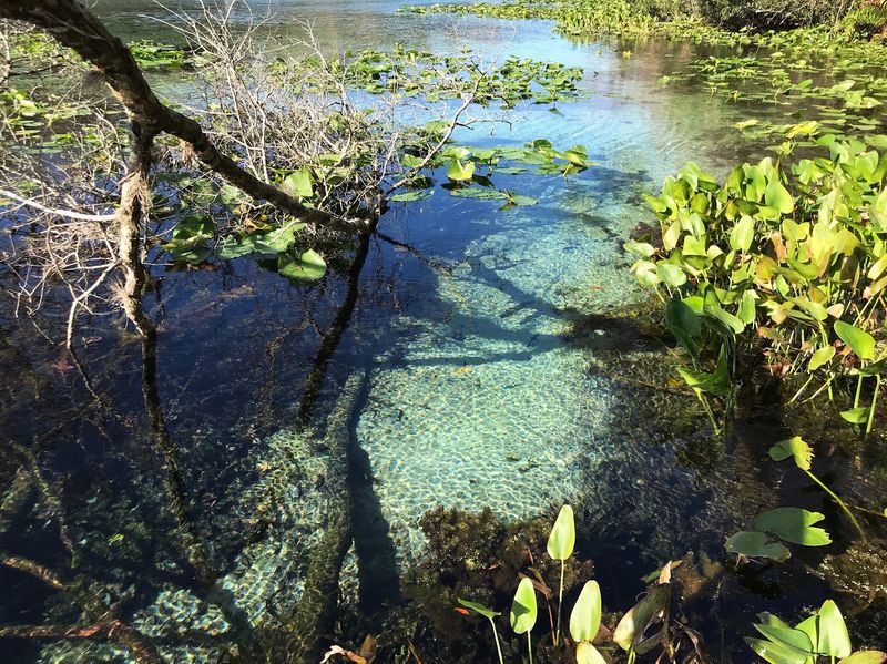 The Story Behind the Oldest Forest East of the Mississippi The Story Behind the Oldest Forest East of the Mississippi