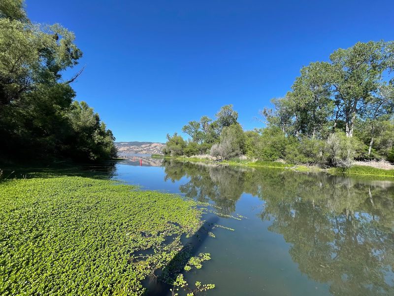 The Summer Algae Question