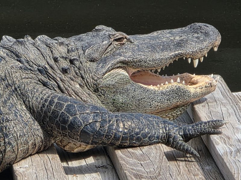 The Verdict on Orlando's Toothiest Bargain The Verdict on Orlando's Toothiest Bargain