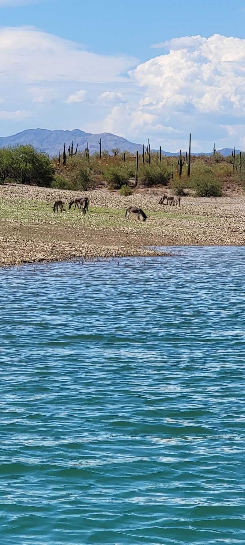 The Wild Burros That Steal The Show The Wild Burros That Steal The Show
