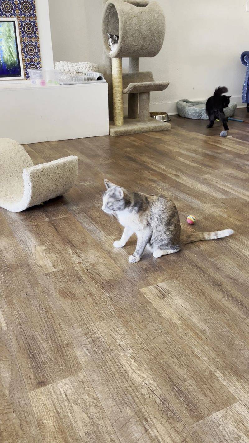 Three Floors of Curious Cats Three Floors of Curious Cats