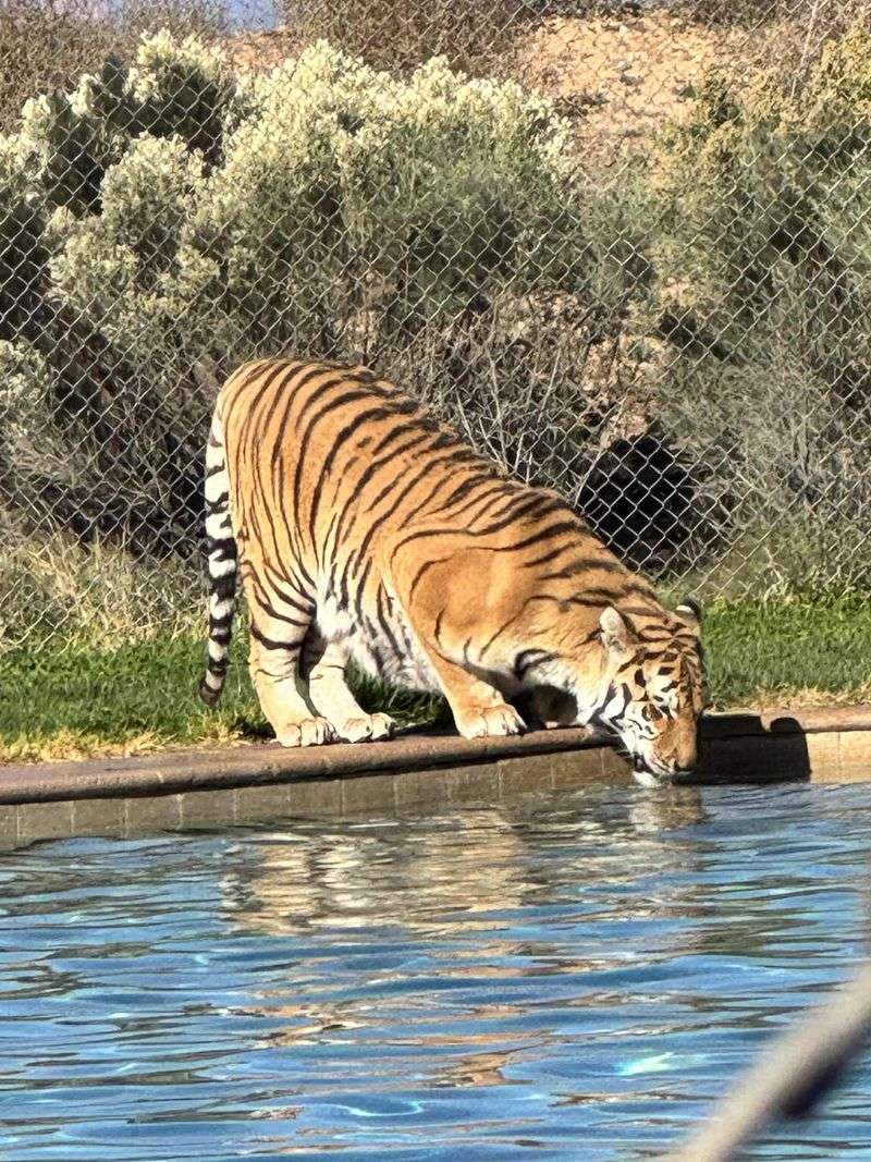 Tiger Splash, The Show People Talk About For Weeks