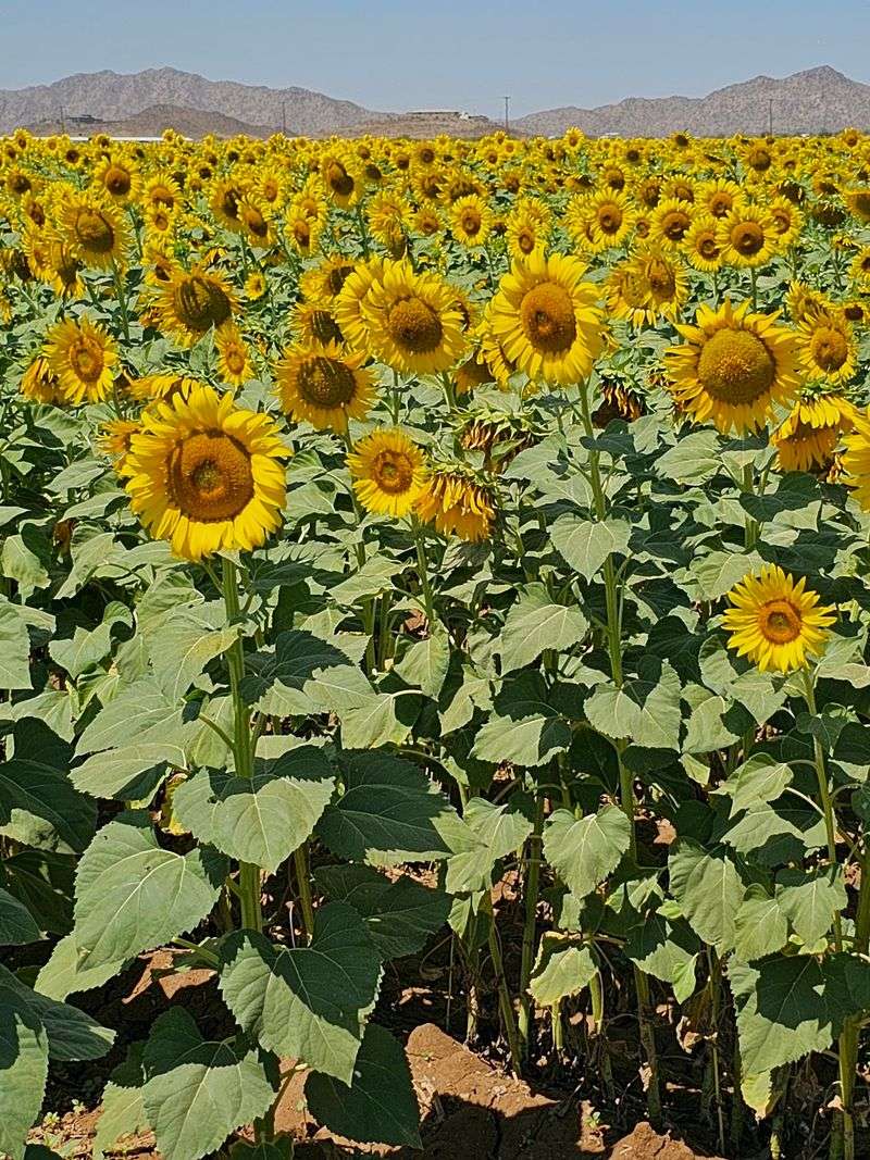 Timing Is Everything With The Blooms Timing Is Everything With The Blooms