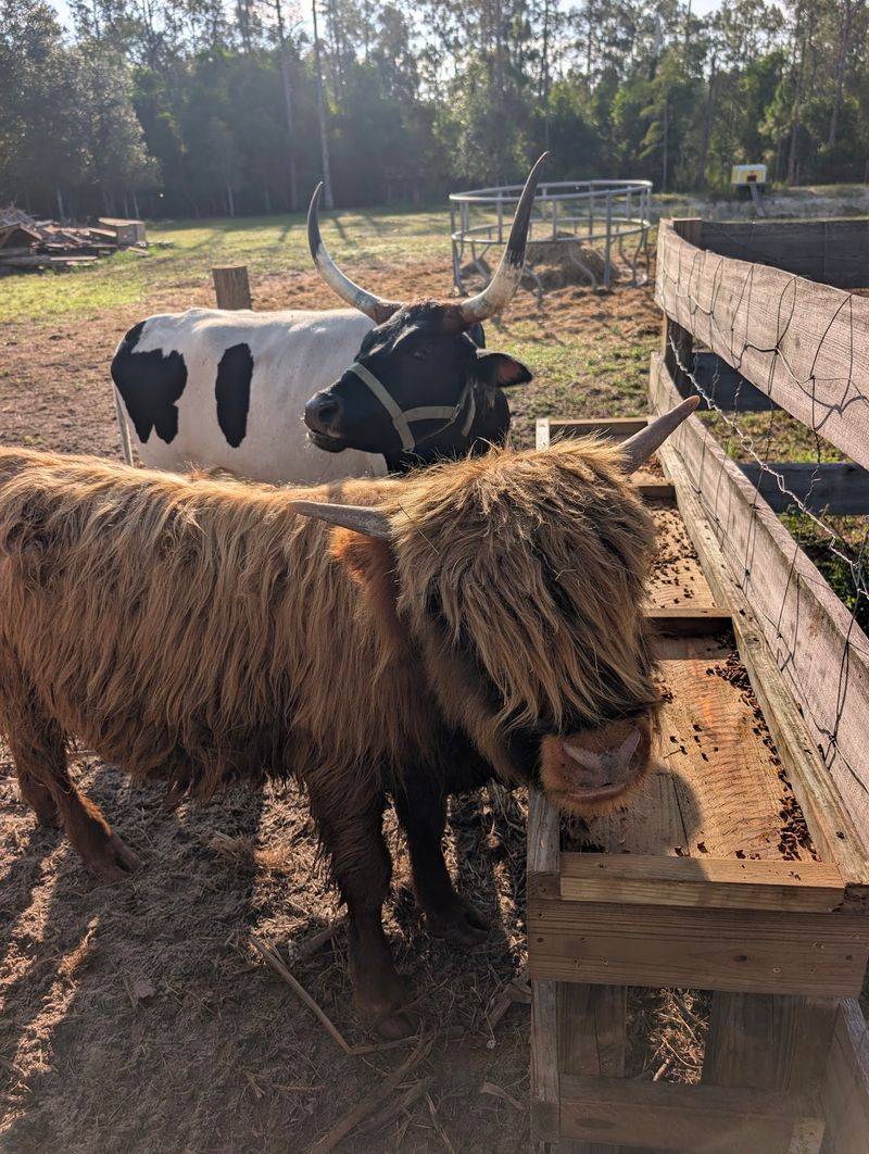 Tiny Hiney Farm, Fort Myers, FL Tiny Hiney Farm, Fort Myers, FL