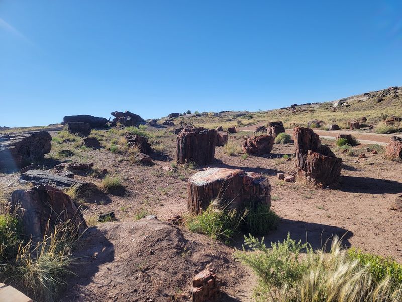 Trees That Turned To Solid Rock